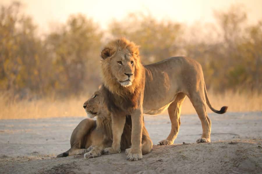 Chobe Day Trip - From Vic Falls - With Lunch (Buffet) - Key points at a glance