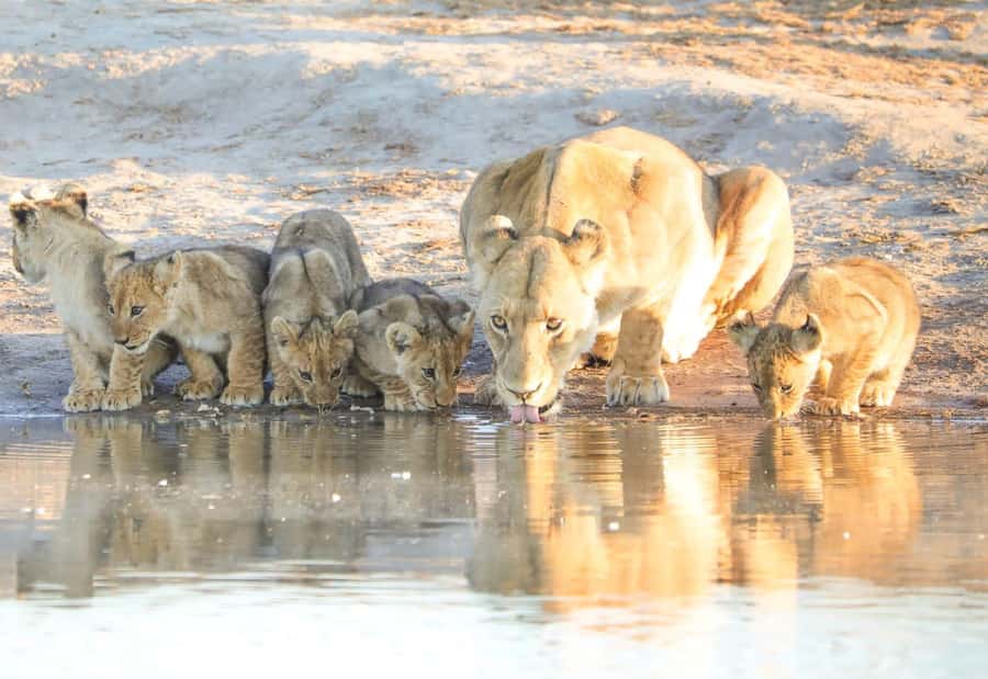 Chobe Day Trip - From Vic Falls - With Lunch (Buffet) - Why this Chobe day trip works from Victoria Falls