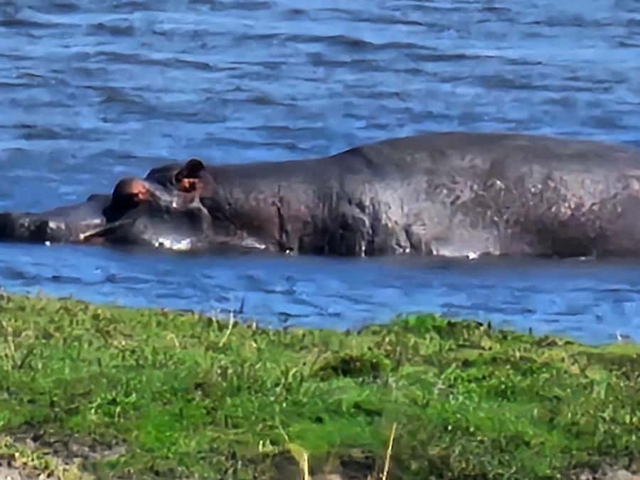 Chobe Day Trip - From Vic Falls - With Lunch (Buffet) - The three-hour Chobe game drive