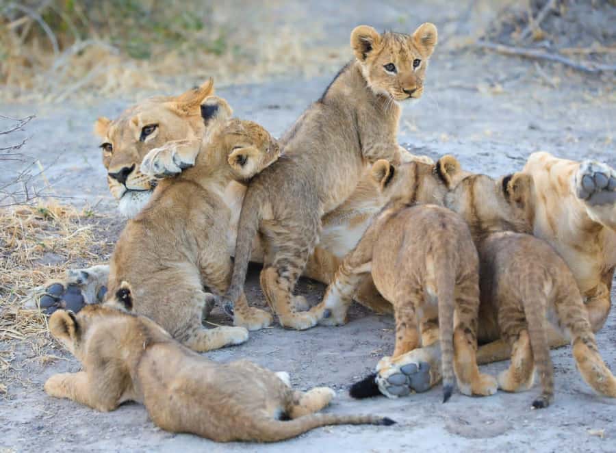 Chobe Day Trip - From Vic Falls - With Lunch (Buffet) - Buffet lunch between the safaris