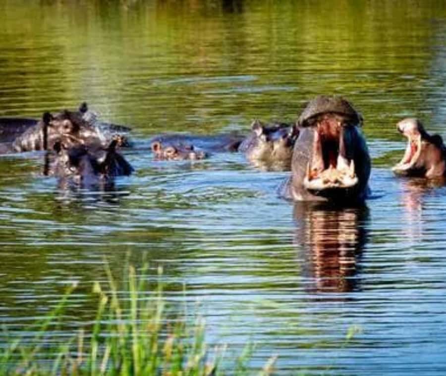 Chobe Day Trip - From Vic Falls - With Lunch (Buffet) - Three hours on the Chobe River