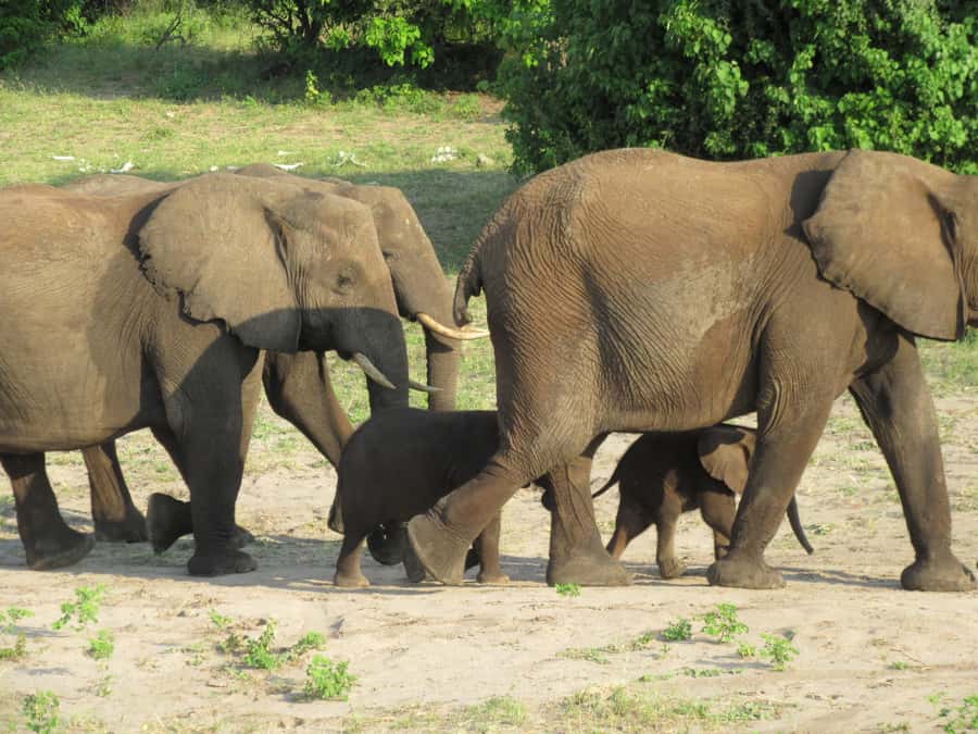 Chobe Day Trip from Victoria Falls, Zimbabwe - Who will get the most from this tour