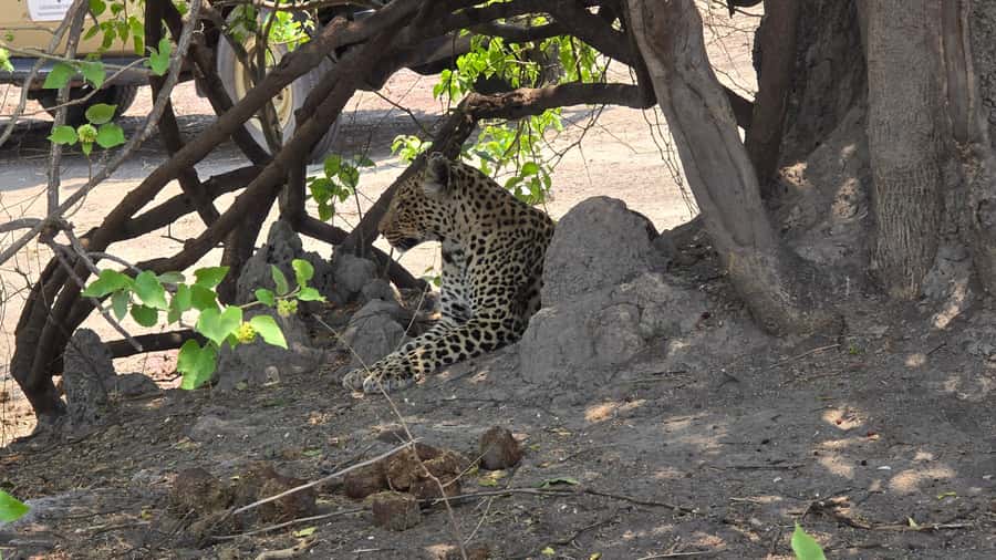 Chobe Day Trip from Victoria Falls, Zimbabwe - Should you book the Chobe day trip?