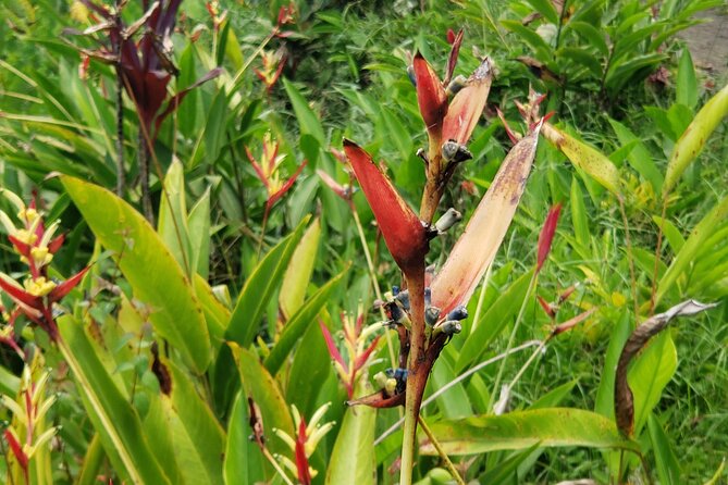 City Tour with Botanical Gardens, Trafalgar Falls & Morne Bruce - Timing, comfort, and practical details