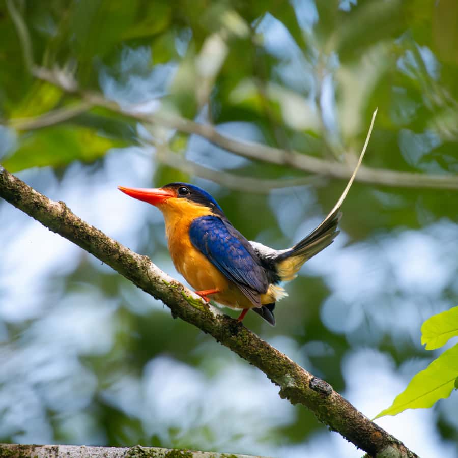 Daintree Rainforest: Waterfall Walk, Swim & Crocodile Cruise - Lunch with a choice of five main dishes