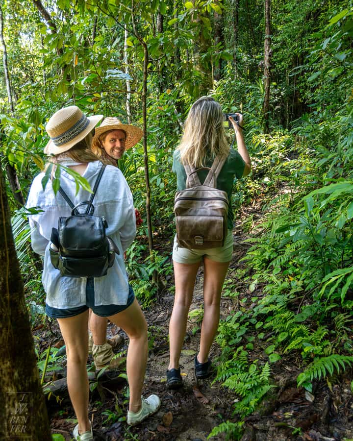 Daintree Rainforest: Waterfall Walk, Swim & Crocodile Cruise - The Daintree River cruise and its crocodiles