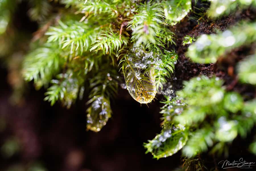 Daintree Rainforest: Waterfall Walk, Swim & Crocodile Cruise - Who will get the most from this day