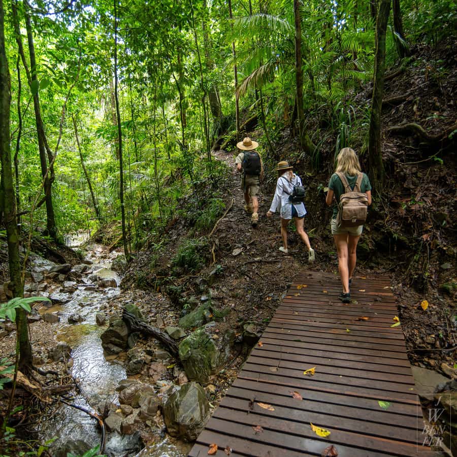 Daintree Rainforest: Waterfall Walk, Swim & Crocodile Cruise - Practical details that affect your day