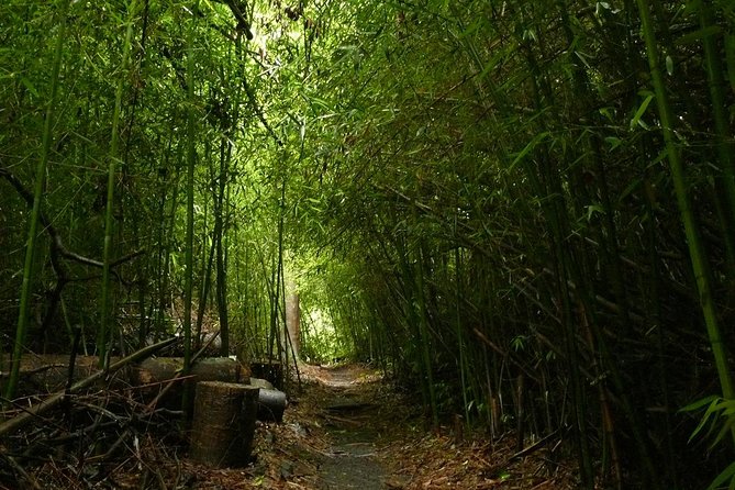 Day Tour to Paronella Park, Lake Barrine and Millaa Millaa Falls - Lake Barrine: rainforest, crater water, and tea-house comfort