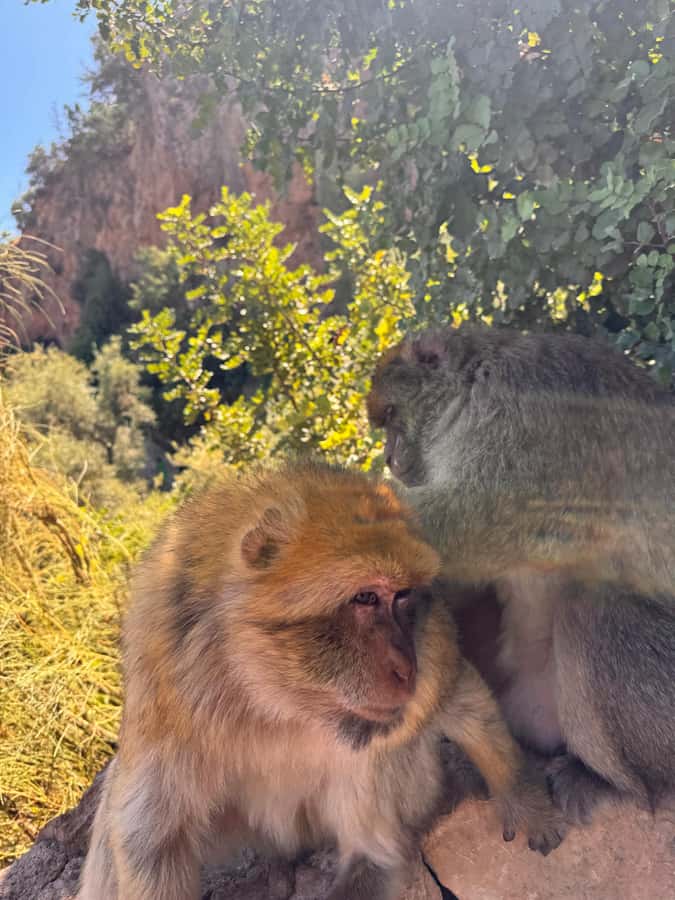 Day Trip To Ouzoud Waterfalls (Guide Hik & Boat option) - Monkeys, photos, and a little caution
