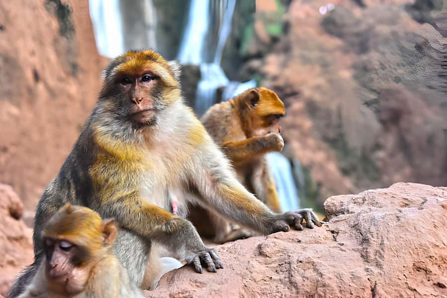 Day Trip To Ouzoud Waterfalls (Guide Hik & Boat option) - The morning drive from Marrakech
