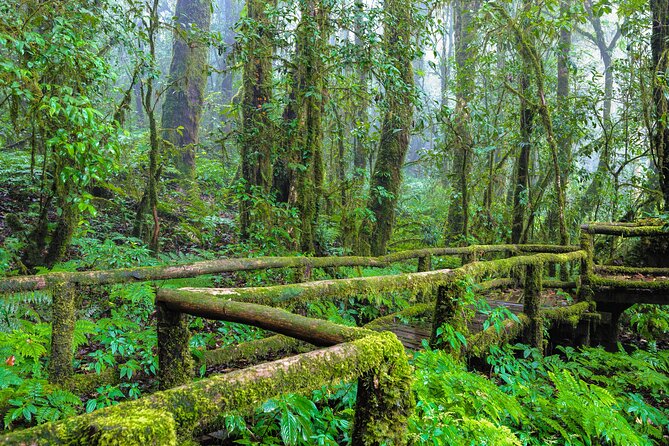 Doi Inthanon National Park, Waterfall & Royal Project Day Tour From Chiang Mai - The summit is short, cool, and easy to miss