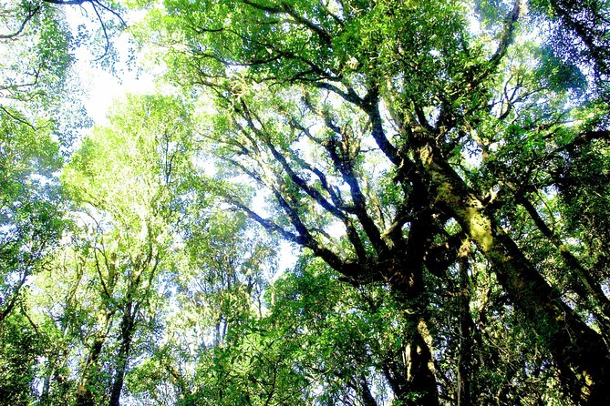 Doi Inthanon National Park, Waterfall & Royal Project Day Tour From Chiang Mai - Baan Mae Klang Luang adds culture, coffee, and a point of debate