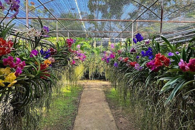 Doi Suthep Temple, Pha Lat Temple, Sticky Waterfall, Orchid farm - Should you book this Chiang Mai tour?