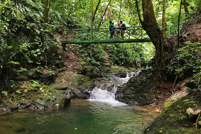Ebano Waterfalls and Rainforest Safari Tour - A quiet rainforest outing near Quepos