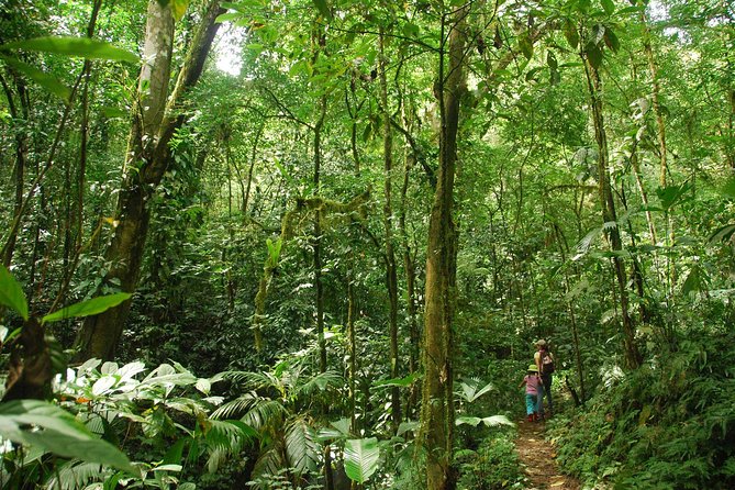 Ebano Waterfalls and Rainforest Safari Tour - Following the 1.6-kilometer forest path