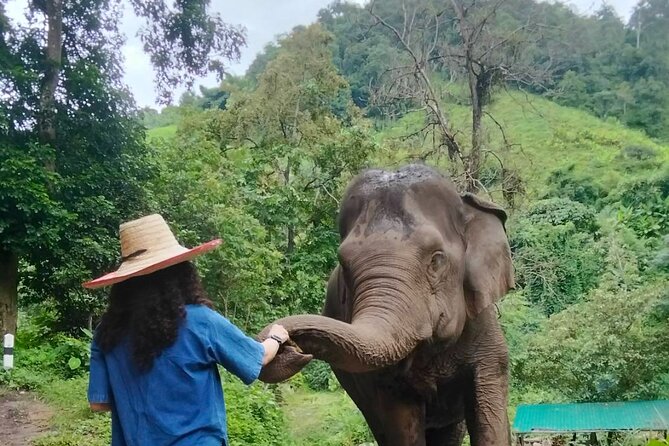 Elephant Experience and Hidden Jungle Waterfall Chiang Mai - A closer look at the elephant care experience