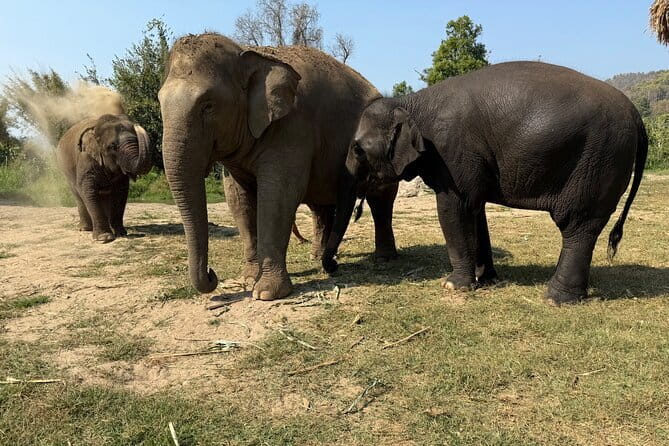 Elephant Sanctuary, Wat Ban Den & Sticky Waterfall - Pang Maidaeng and the rescued elephants