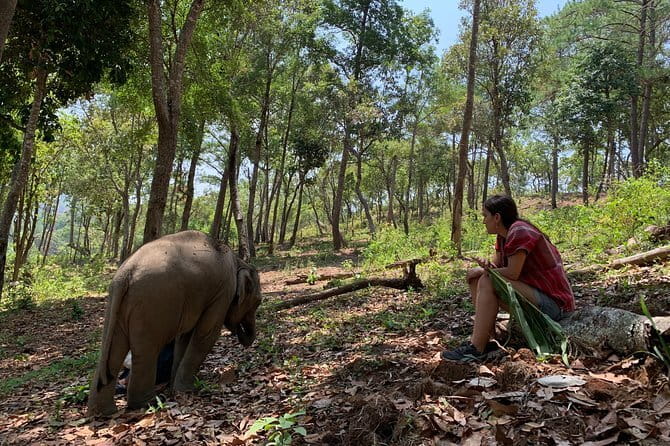 Elephant Sanctuary, Wat Ban Den & Sticky Waterfall - What the guide adds to the day