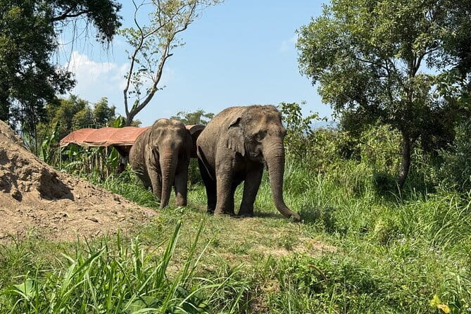 Elephant Sanctuary, Wat Ban Den & Sticky Waterfall - Wat Ban Den’s blue roofs and Lanna details