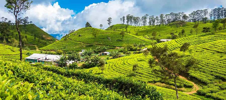 ELLA Lipton Seat Tea Test & Pluck 9Arch, Waterfalls, & Lunch - Little Adam’s Peak for an easier climb