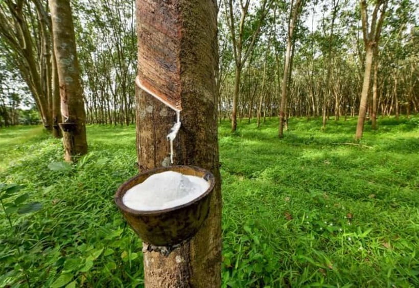 Ella: Tuk Tuk Tour to Diyaluma and Secret Waterfalls - Swimming, photos, and a little adventure