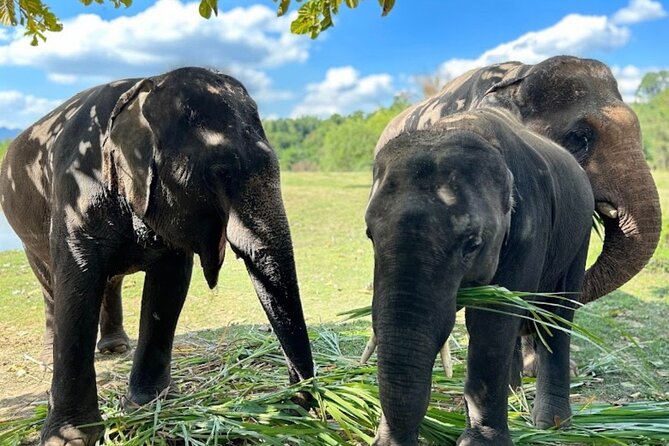 Erawan Waterfall and Elephant care from Bangkok -Private Tour - Key points to know before booking