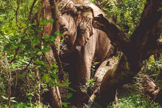 Erawan Waterfall and Elephant Care: Private Tour to Kanchanabur - The Bridge over the River Kwai closes the loop