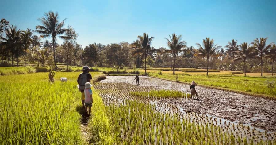 Exclusive Tetebatu: Waterfall, Rice Fields, Monkey & Weaving - Who should book this Tetebatu day trip