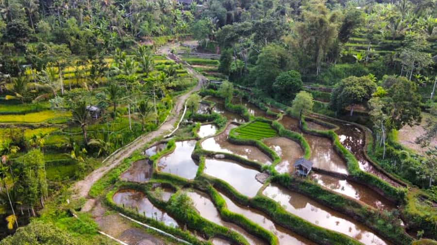 Exclusive Tetebatu: Waterfall, Rice Fields, Monkey & Weaving - Walking the rice fields around Tetebatu