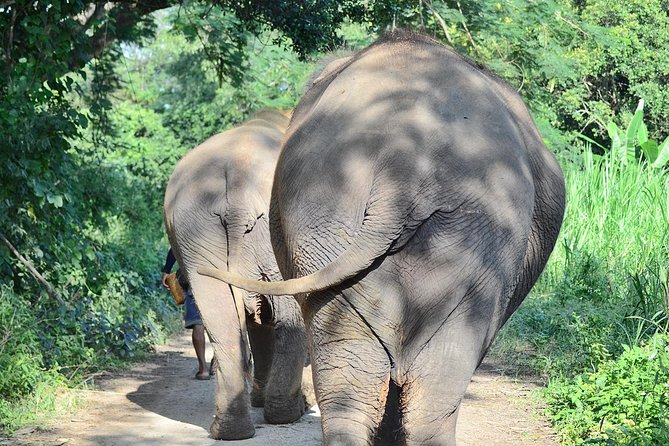 Experience Elephant Sanctuary + Sticky Waterfall - Why the elephants make this Chiang Mai day special