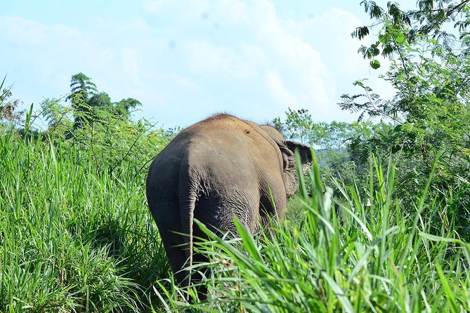 Experience Elephant Sanctuary + Sticky Waterfall - Meeting Moon, Cookie, and the sanctuary elephants