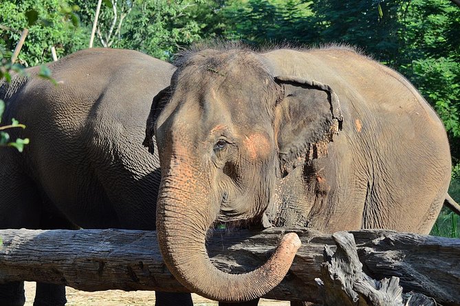 Experience Elephant Sanctuary + Sticky Waterfall - Climbing the Sticky Waterfall after lunch