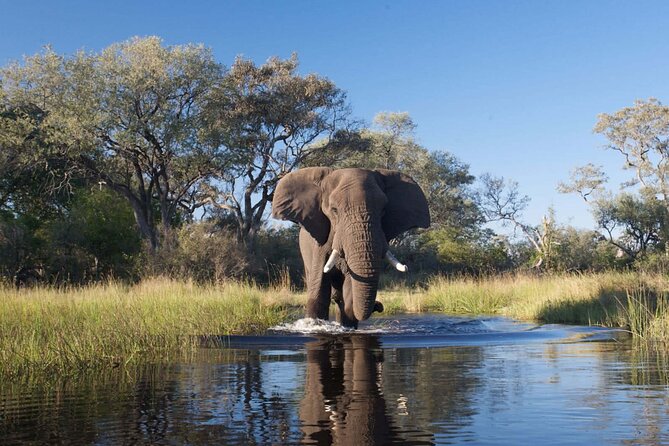 Explore Chobe National Park With a Day Trip from Victoria Falls - What the $217 price really covers