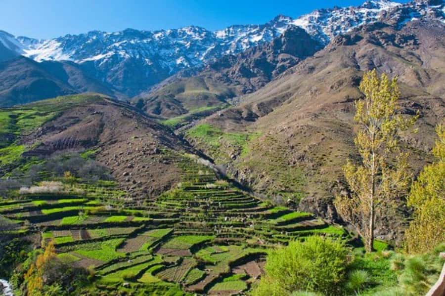 Explore the Atlas Mountains & waterfalls - Half Day Tour - Mint Tea and the Argan Oil Cooperative