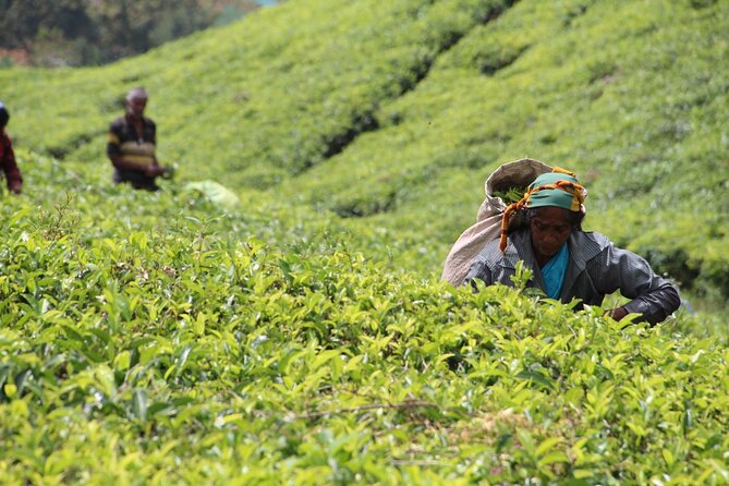 Explore the best of Ella. Hiking, waterfalls and cultural tour - Demodara Loop and the short train ride