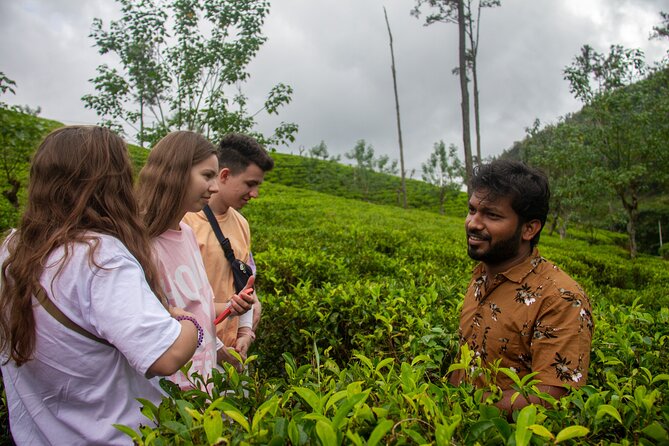 Explore the best of Ella. Hiking, waterfalls and cultural tour - Guides, group size, and the way the day feels