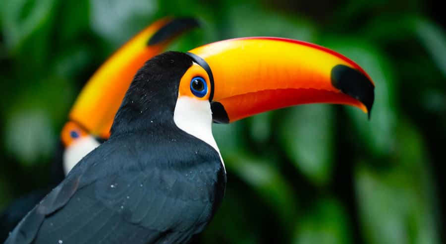 Foz do Iguaçu: Bird Park Tour with Tickets - Starting the day from Foz do Iguaçu