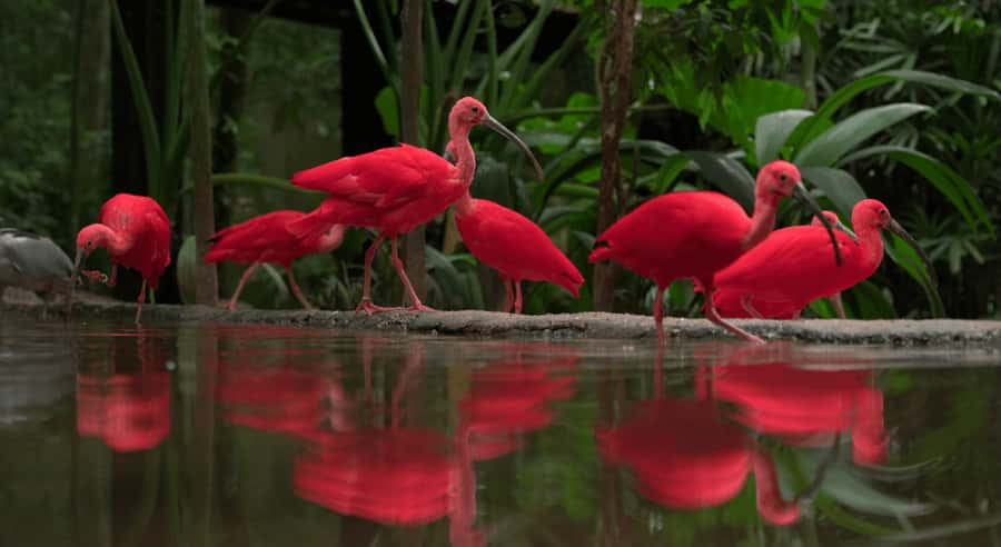 Foz do Iguaçu: Bird Park Tour with Tickets - Is $54 a fair price?