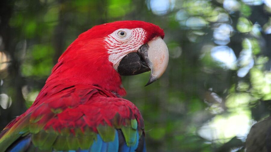 Foz do Iguaçu: Brazilian Side of the Falls + Bird Park - How the six-hour schedule works