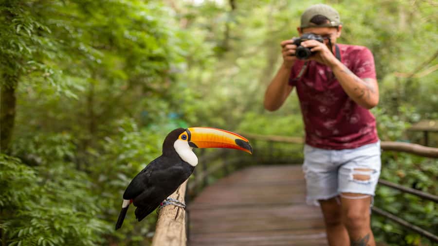 Foz do Iguaçu: Brazilian Side of the Falls + Bird Park - Who should book this outing