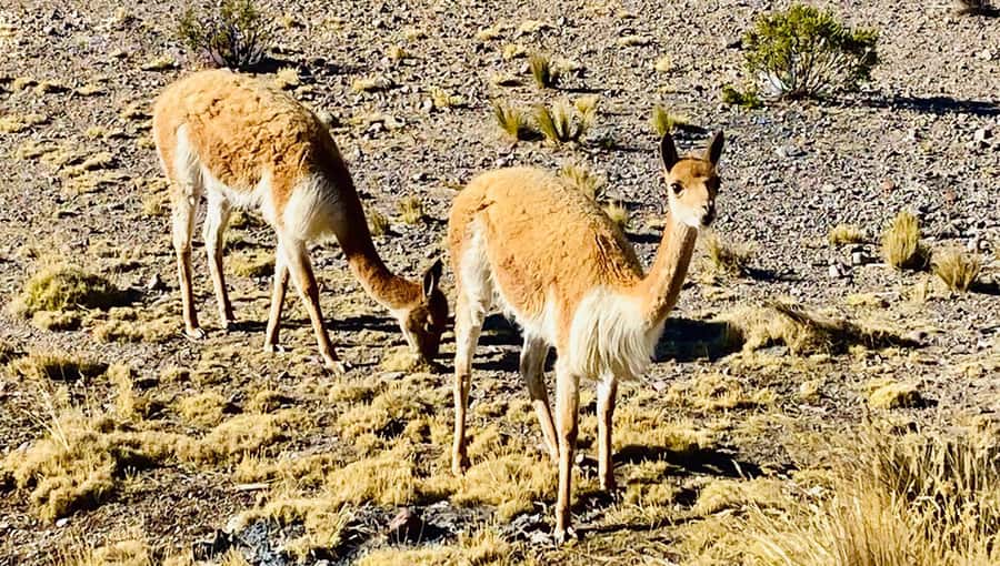 From Arequipa: Pillones Waterfall and Stone Forest Day Trip - Reaching Pillones Waterfall