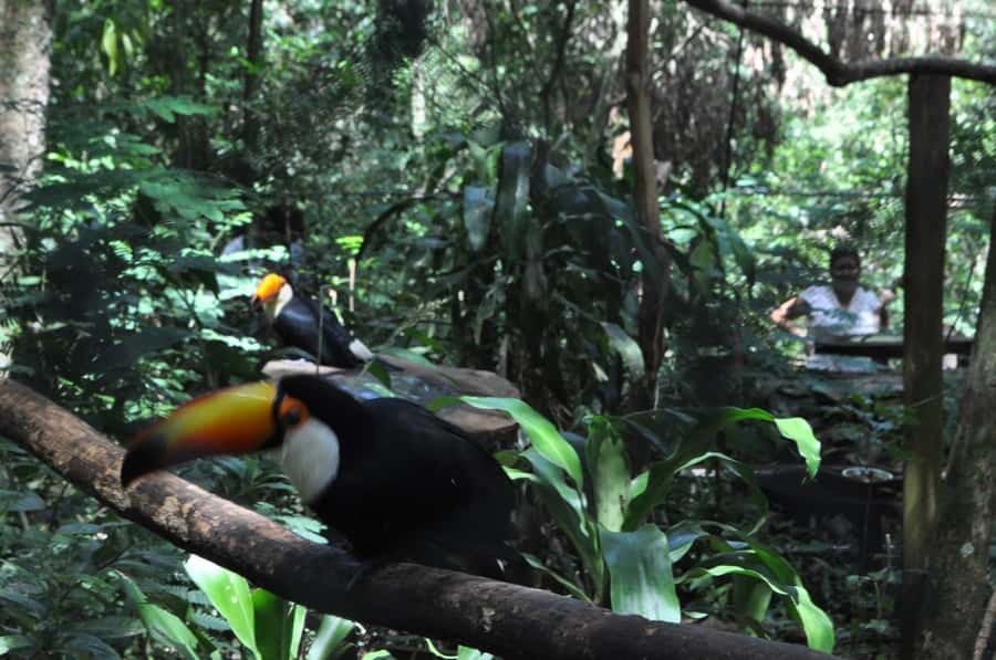 From Buenos Aires: 3-Day Iguazu Falls Tour with Airfare - Walking Argentina’s Trails and Reaching Devil’s Throat