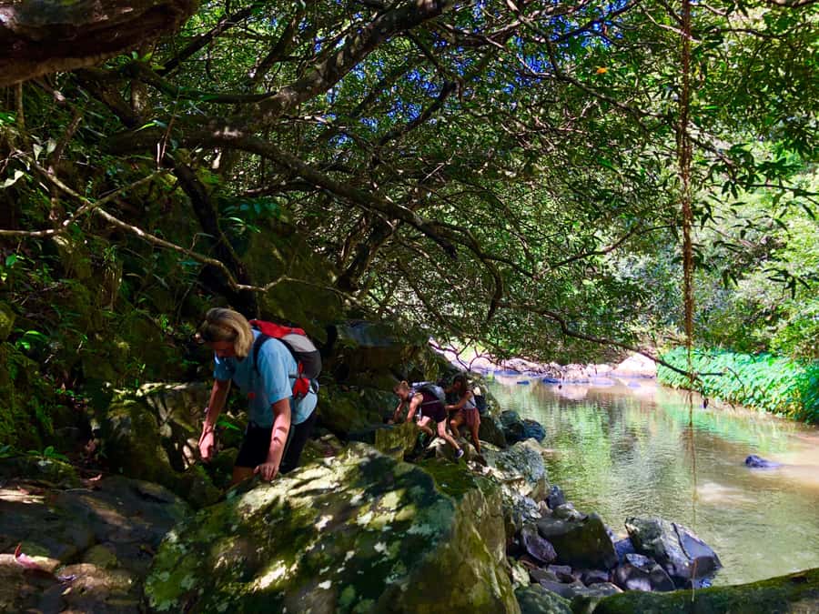 From Chamarel: Waterfall Eco-Hike Adventure - Wildlife and plant life along the route