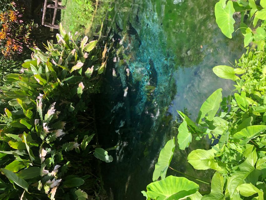 From Chiang Mai: Temples, Sticky Waterfall, and Orchid Farm - Who should book this Chiang Mai day?