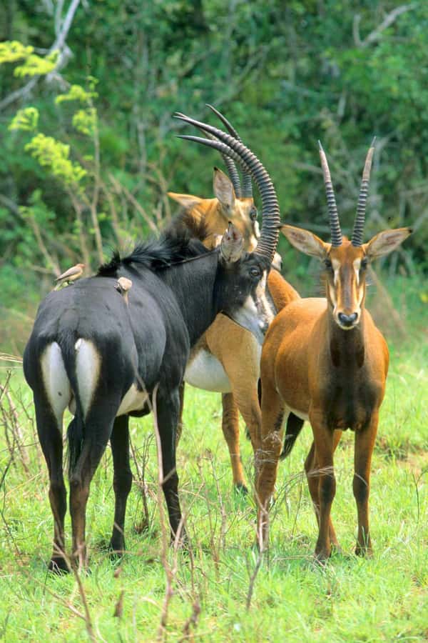 From Diani: Full Day Shimba hills tour with Sheldrick Falls - The 8:00 AM game drive through coastal forest