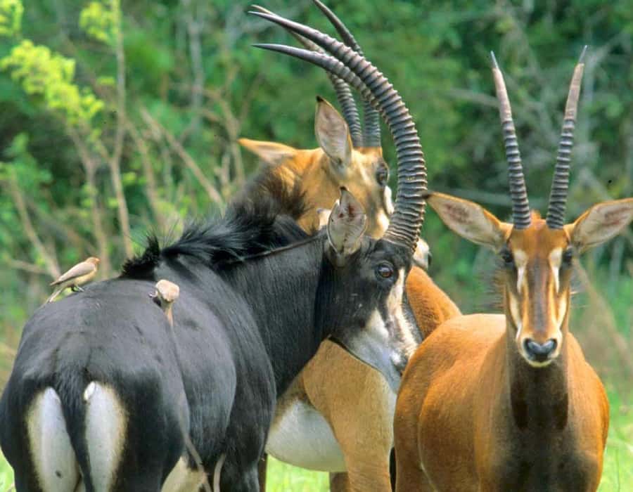 From Diani: Full Day Shimba hills tour with Sheldrick Falls - The 2.5 km walk to Sheldrick Falls