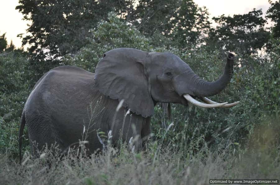 From Diani: Full Day Shimba hills tour with Sheldrick Falls - Is $208 per person fair value?