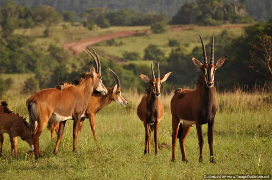 From Diani: Full Day Shimba hills tour with Sheldrick Falls - Who should book this experience?