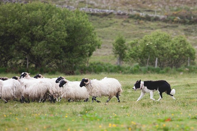 From Dublin: Wicklow, Glendalough, Waterfall & Sheepdog demo - Riding through Wicklow in a shared coach
